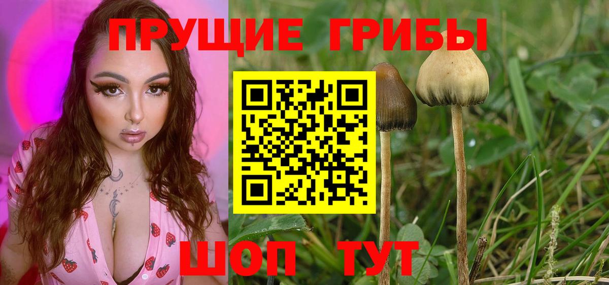 Миллерово  Галлюциногенные грибы прущие грибы  Вход с VPN 